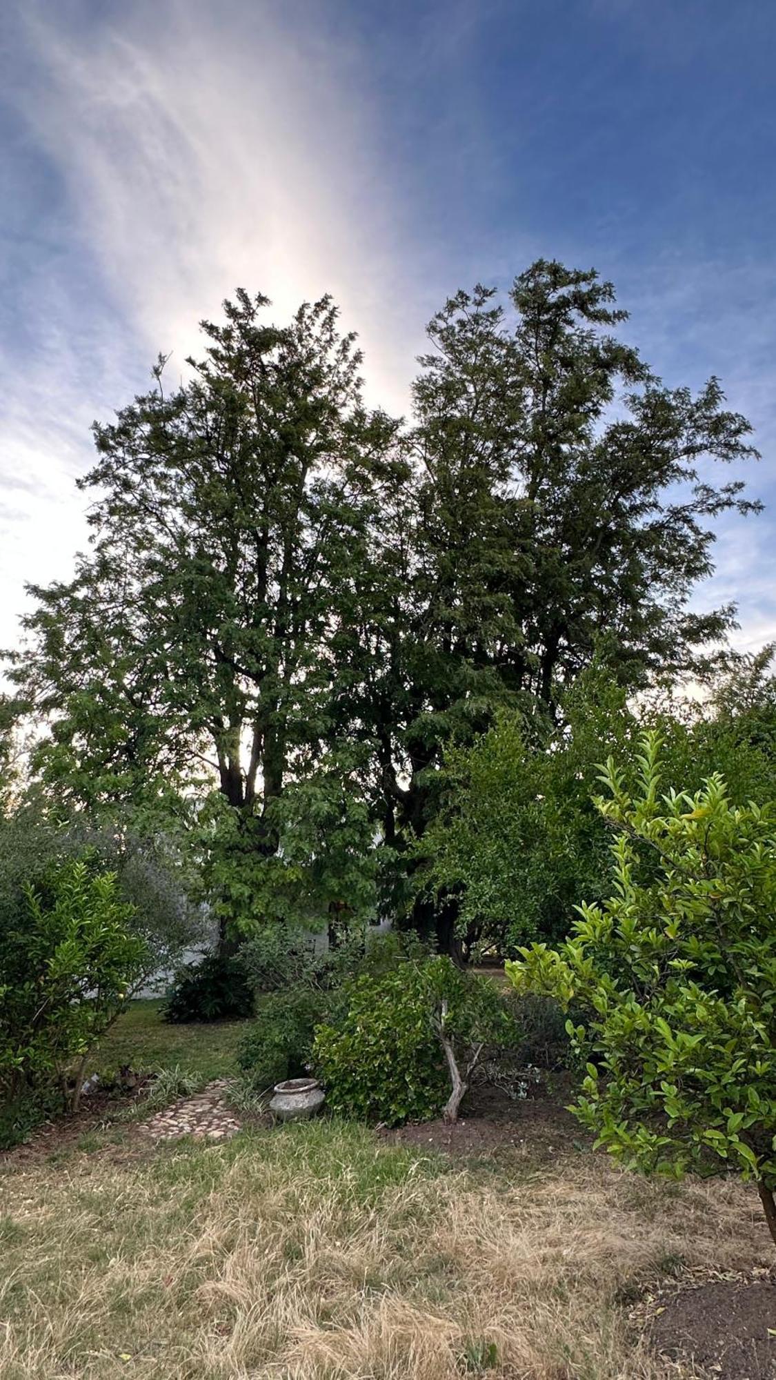 Twin Trees Holiday home Riebeek-Kasteel